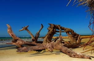 Bois flott%c3%a9 coson playa