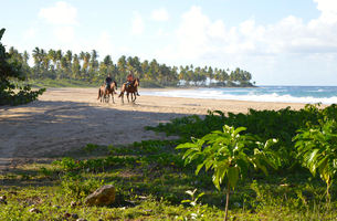 Caballos