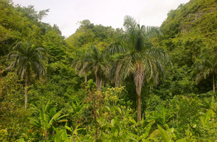 Lot in Las Terrenas, Dominican Republic