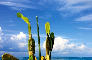 Cactus1
