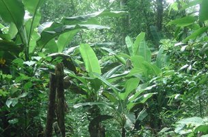 Lot in Las Terrenas, Dominican Republic