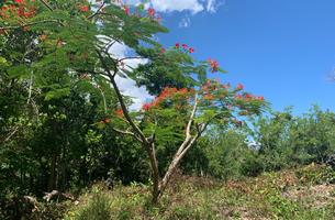 Lot in Cosón, Dominican Republic