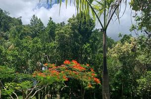 Lot in Cosón, Dominican Republic