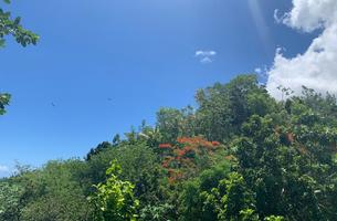 Lot in Cosón, Dominican Republic