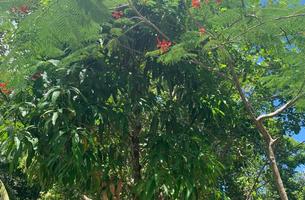 Lot in Cosón, Dominican Republic