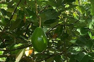 Lot in Cosón, Dominican Republic