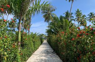 Lot in Cosón, Dominican Republic