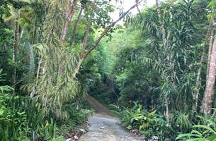 Lot in Cosón, Dominican Republic