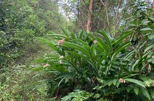 Lot in Cosón, Dominican Republic