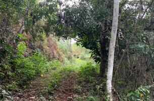 Lot in Cosón, Dominican Republic