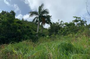 Lot in Cosón, Dominican Republic