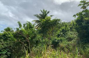 Lot in Cosón, Dominican Republic
