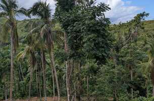 Lot in Cosón, Dominican Republic